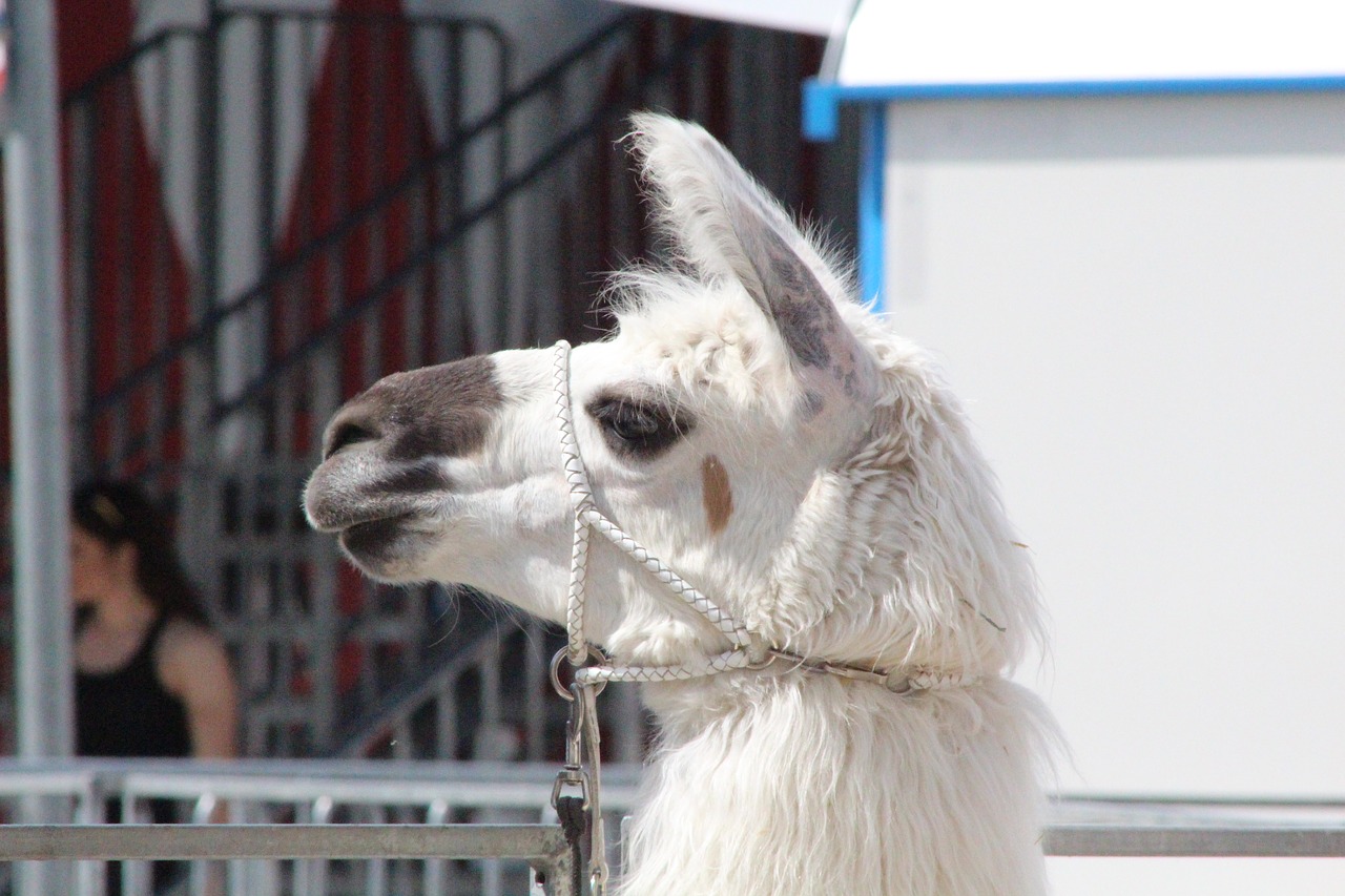 camel circus zoo free photo