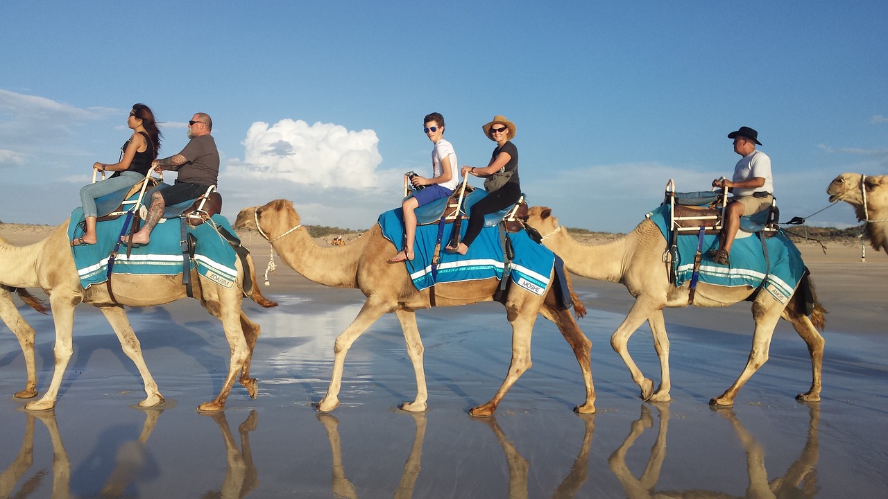 camel camel ride ride free photo