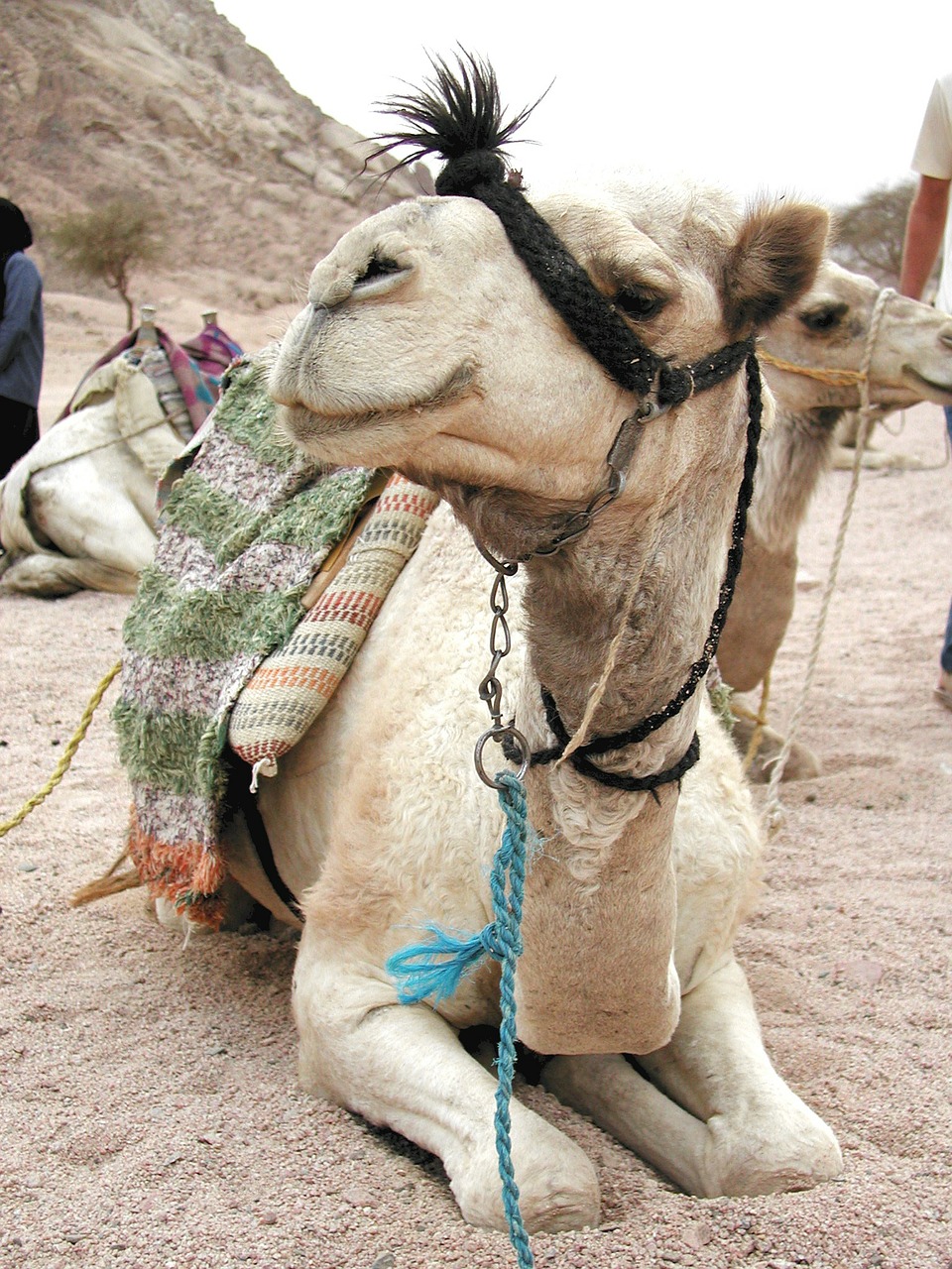 camel animals dromedary free photo