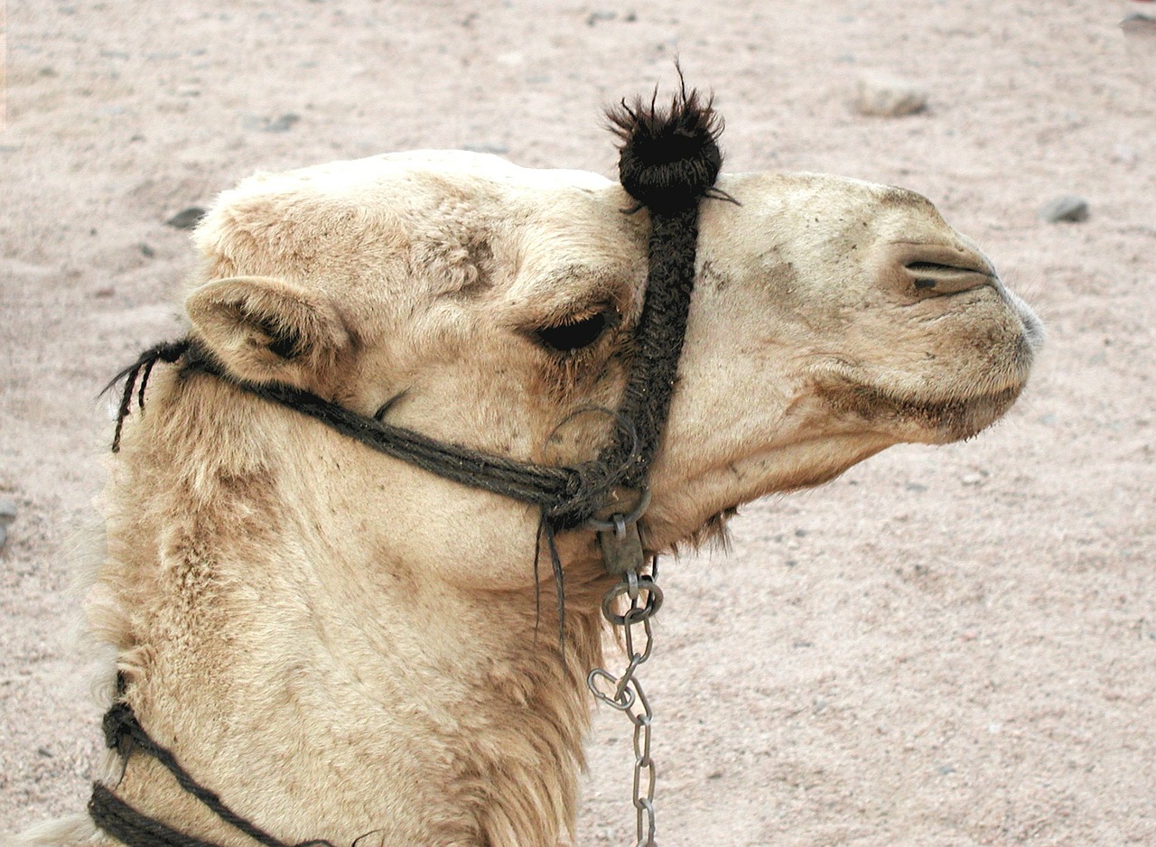 camel animal dromedary free photo