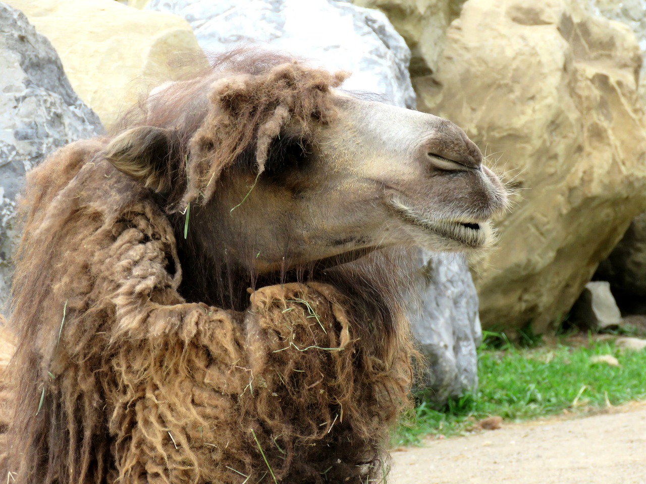 camel animal zoo free photo