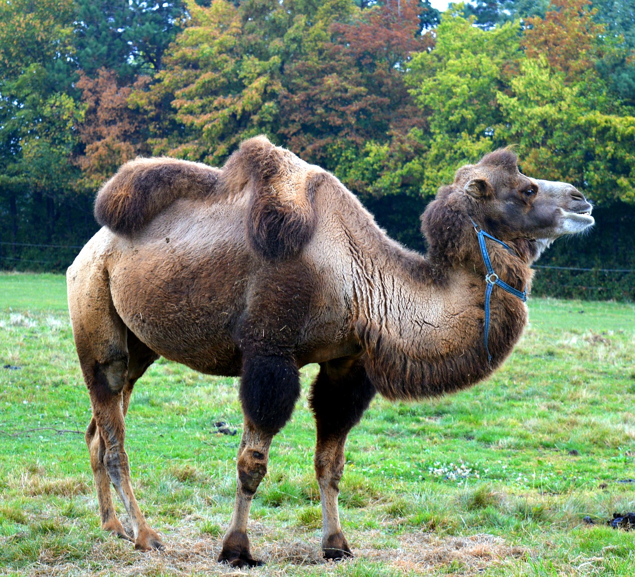 camel camelus dromedarius calluses ohler free photo