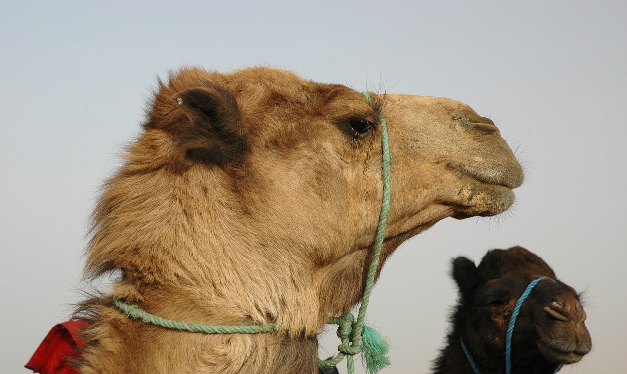 camel dromedary camels free photo