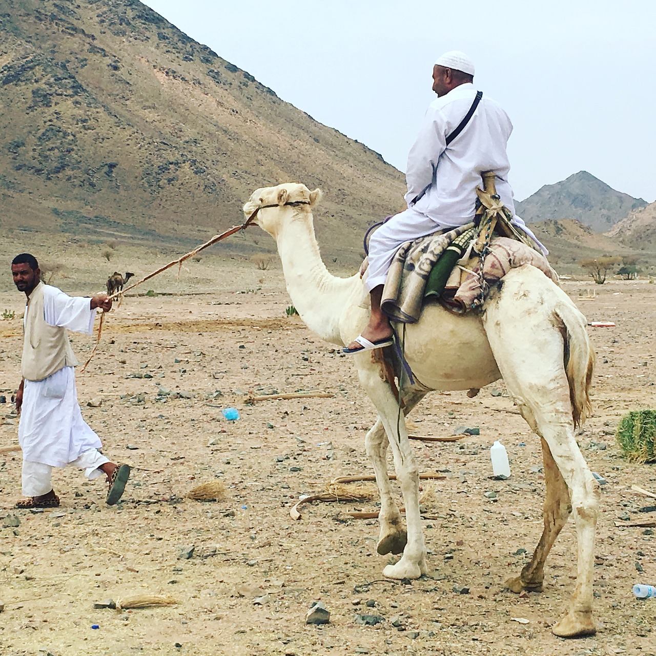 camel herder mountain free photo