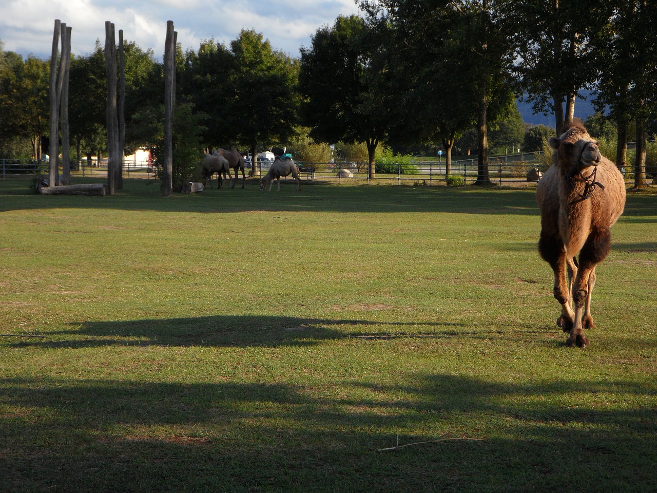 camel long shadow shadow free photo