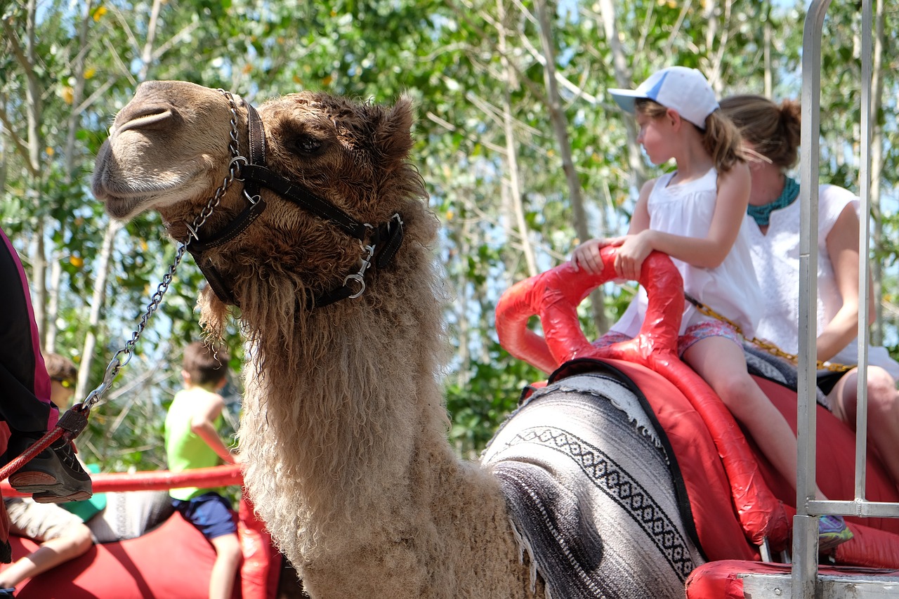 camel zoo animal free photo