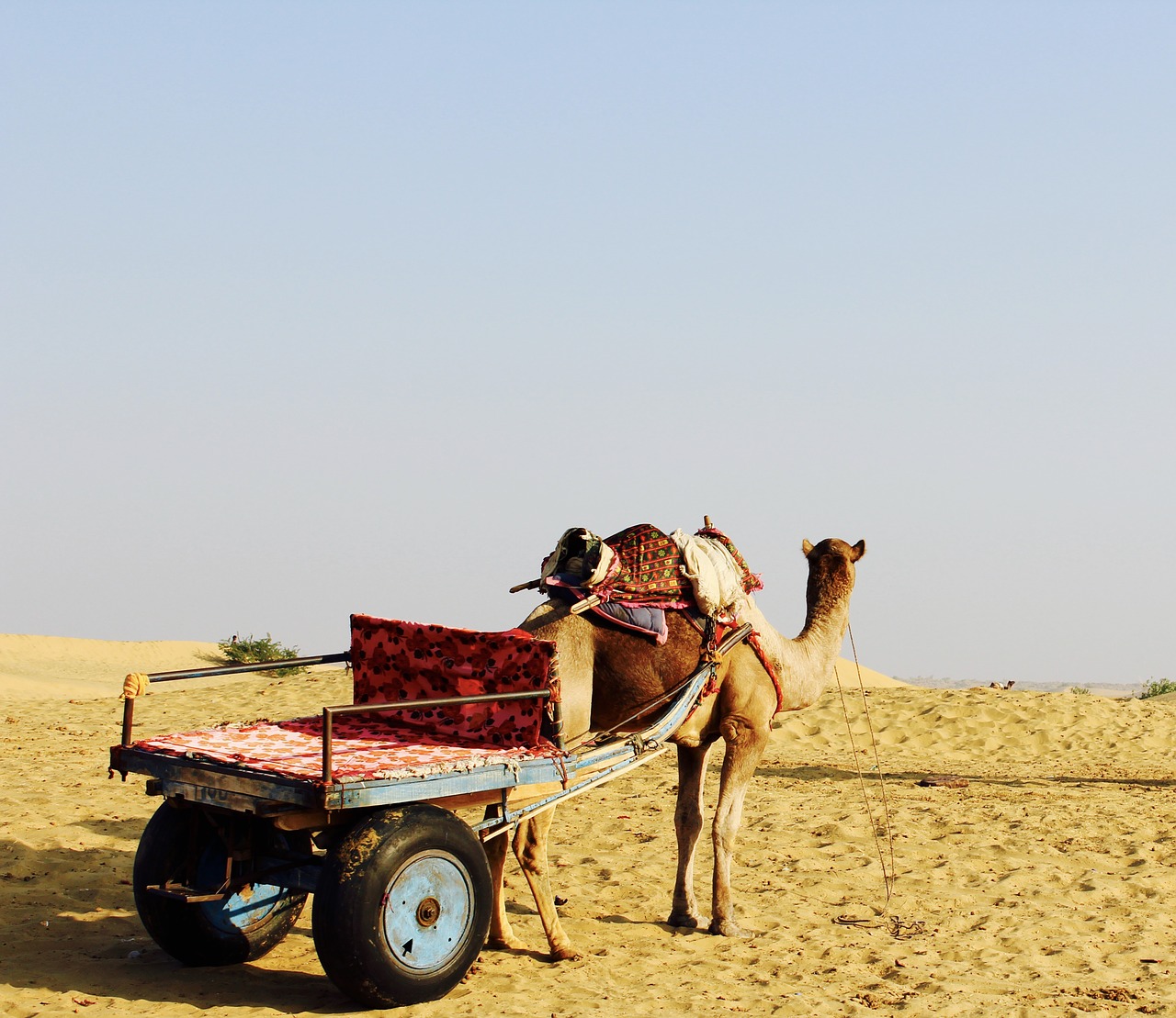 camel desert horizon free photo