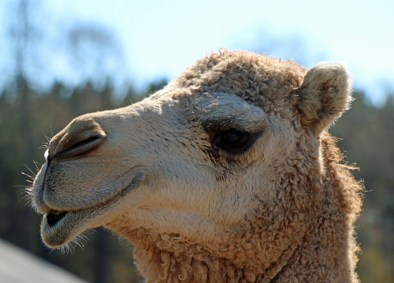 camel head lips free photo