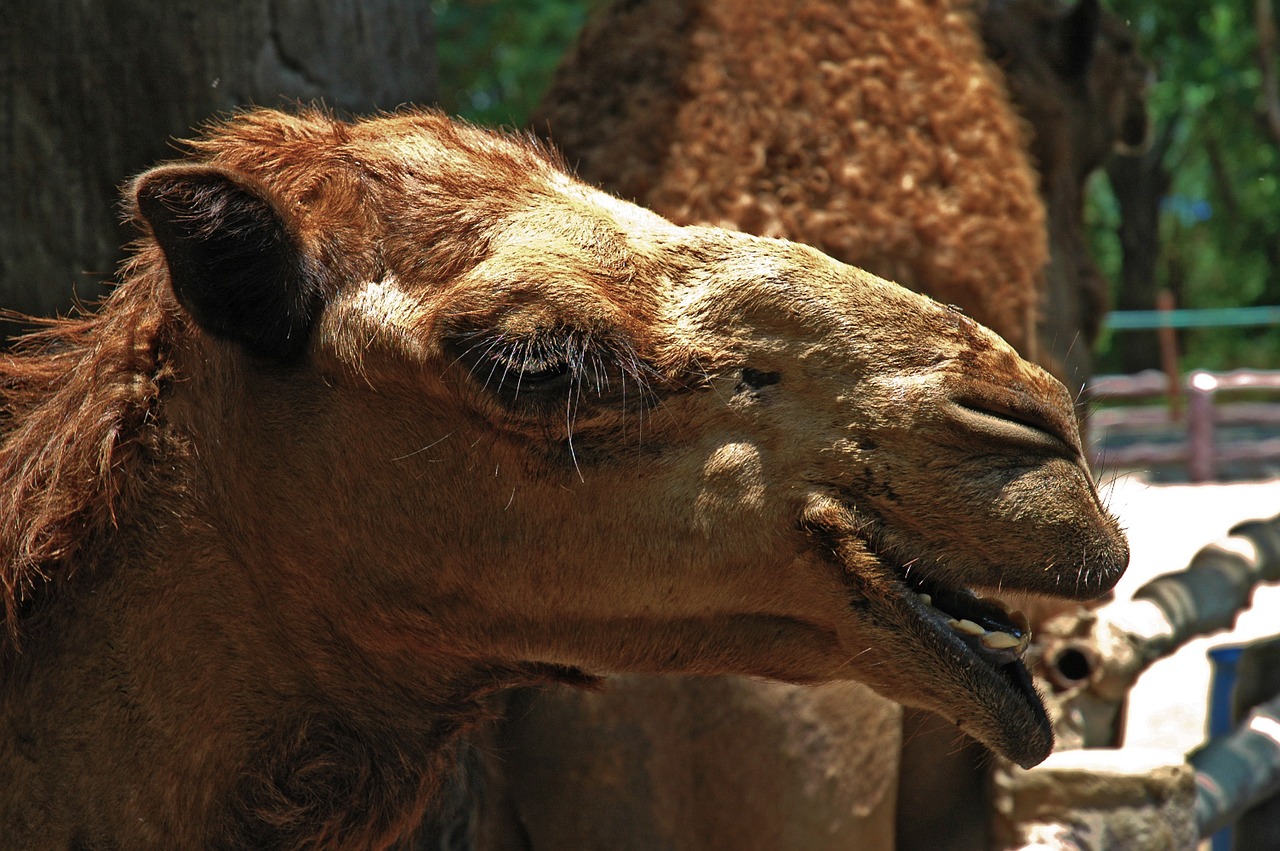 camel dromedary portrait free photo