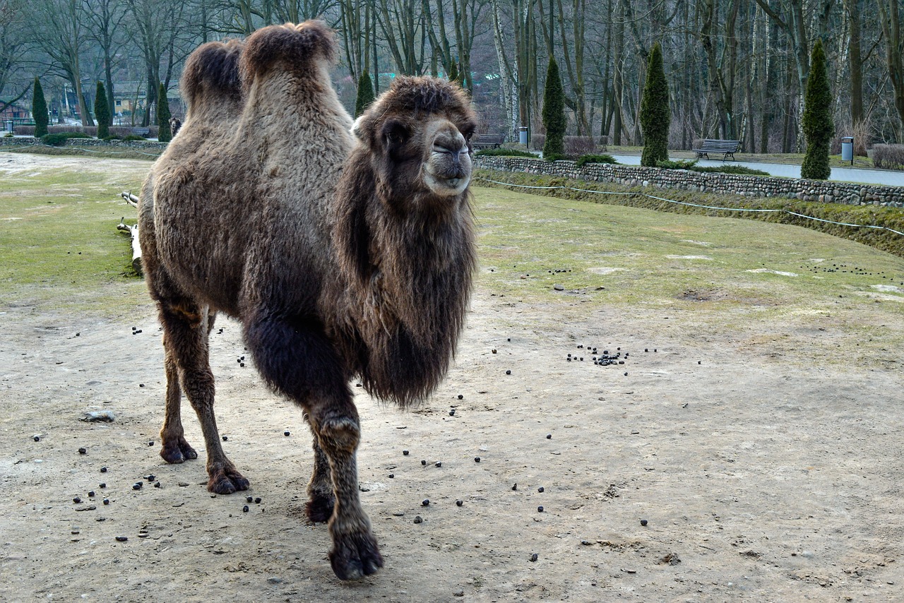 camel animal zoo free photo