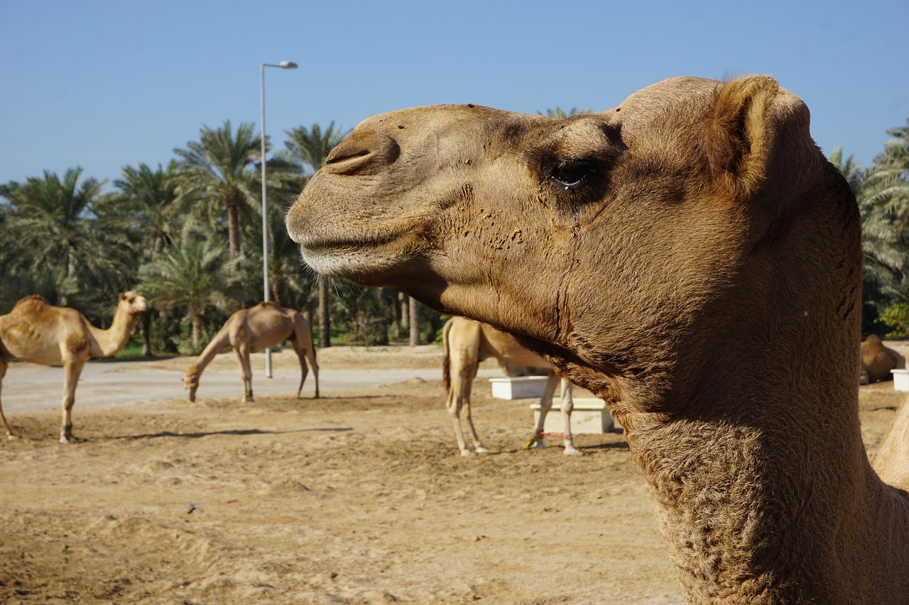 camel animal portrait free photo