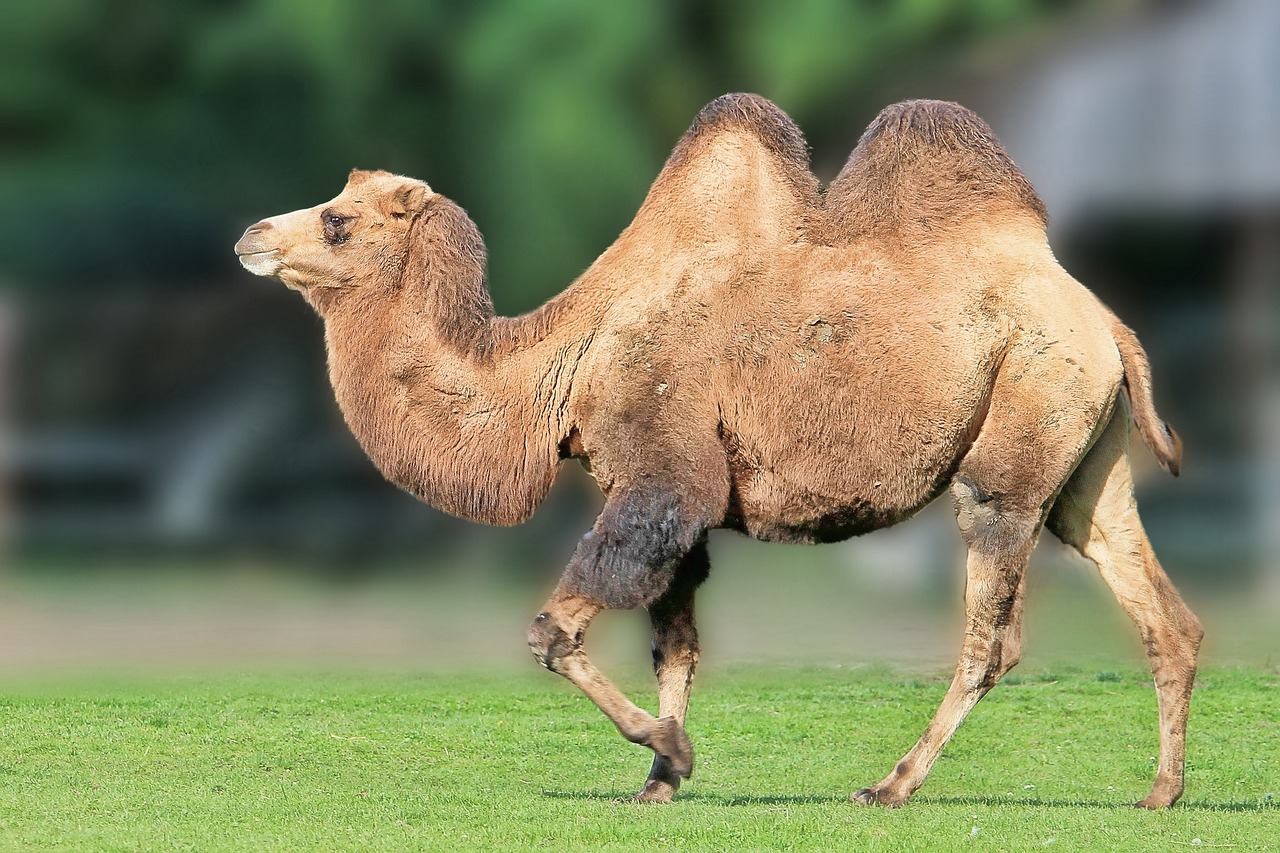 camel desert ship animal free photo