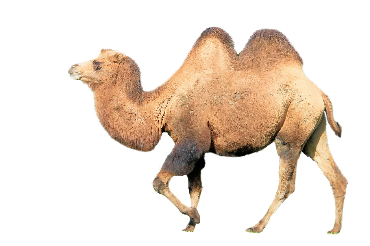 camel mammal animal free photo