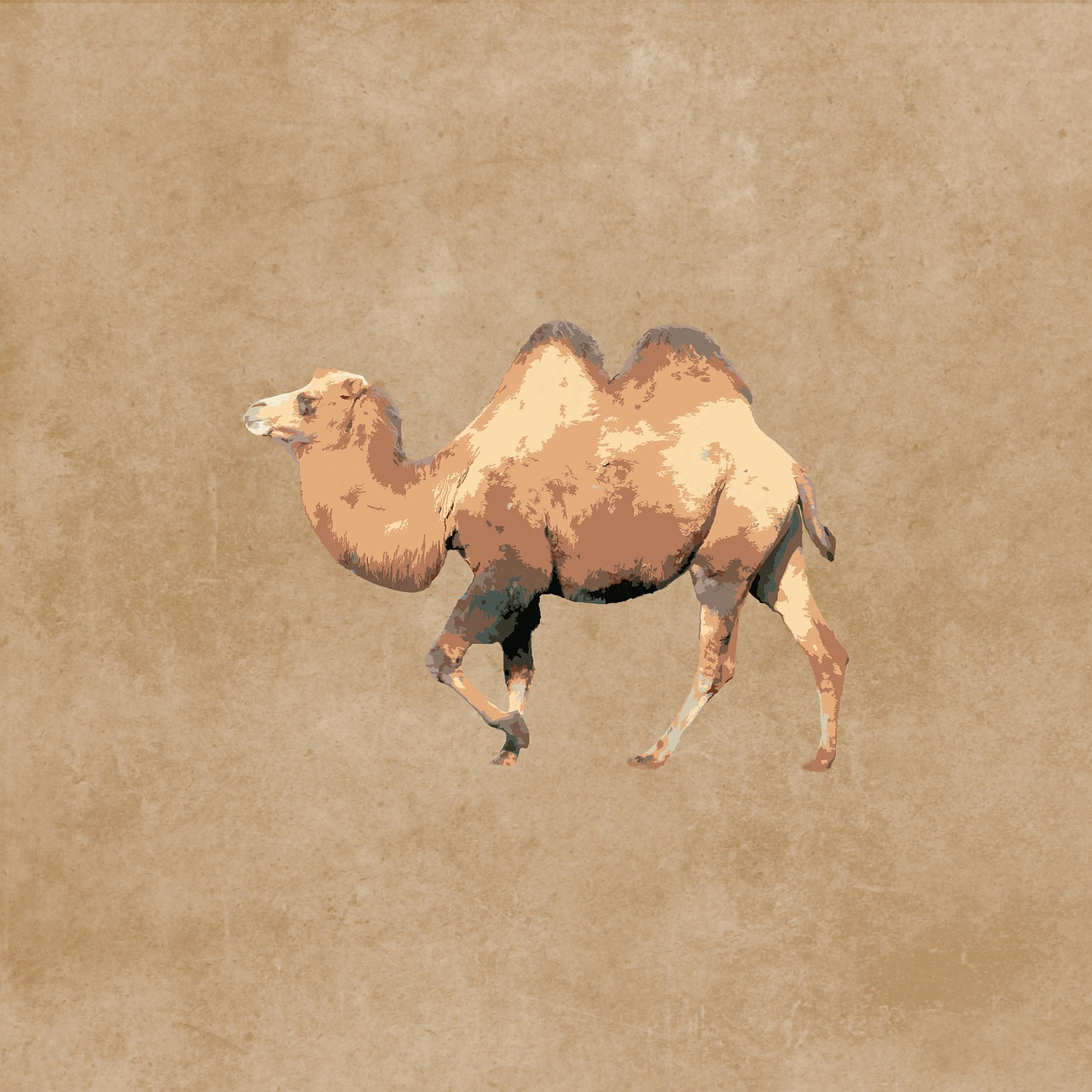 camel animal mammal free photo