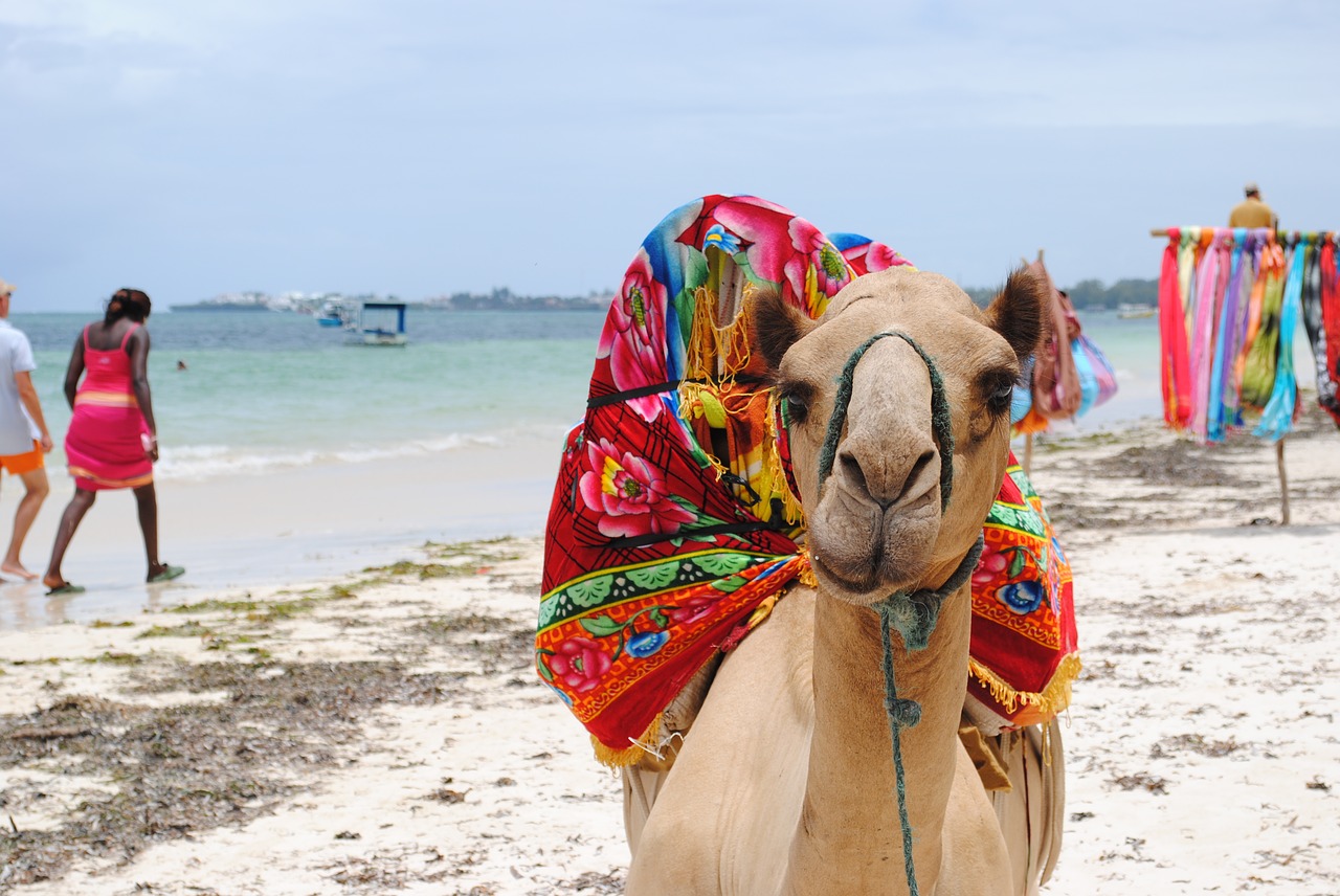 camel kenya africa free photo