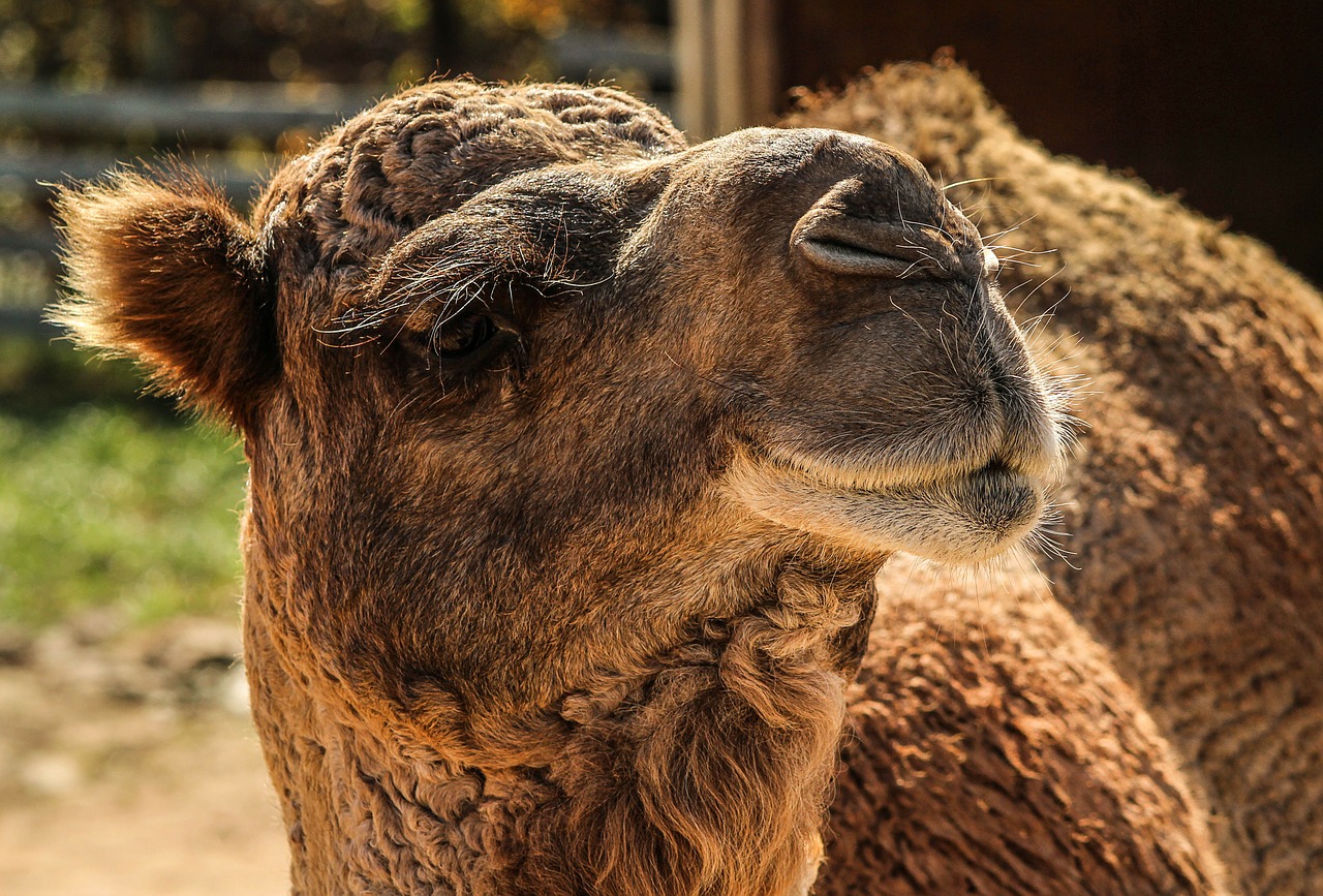 camel dromedary camel camelus dromedarius free photo
