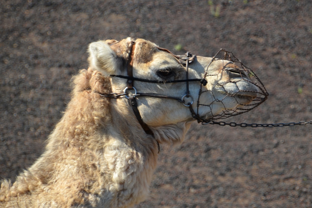 camel desert sand free photo