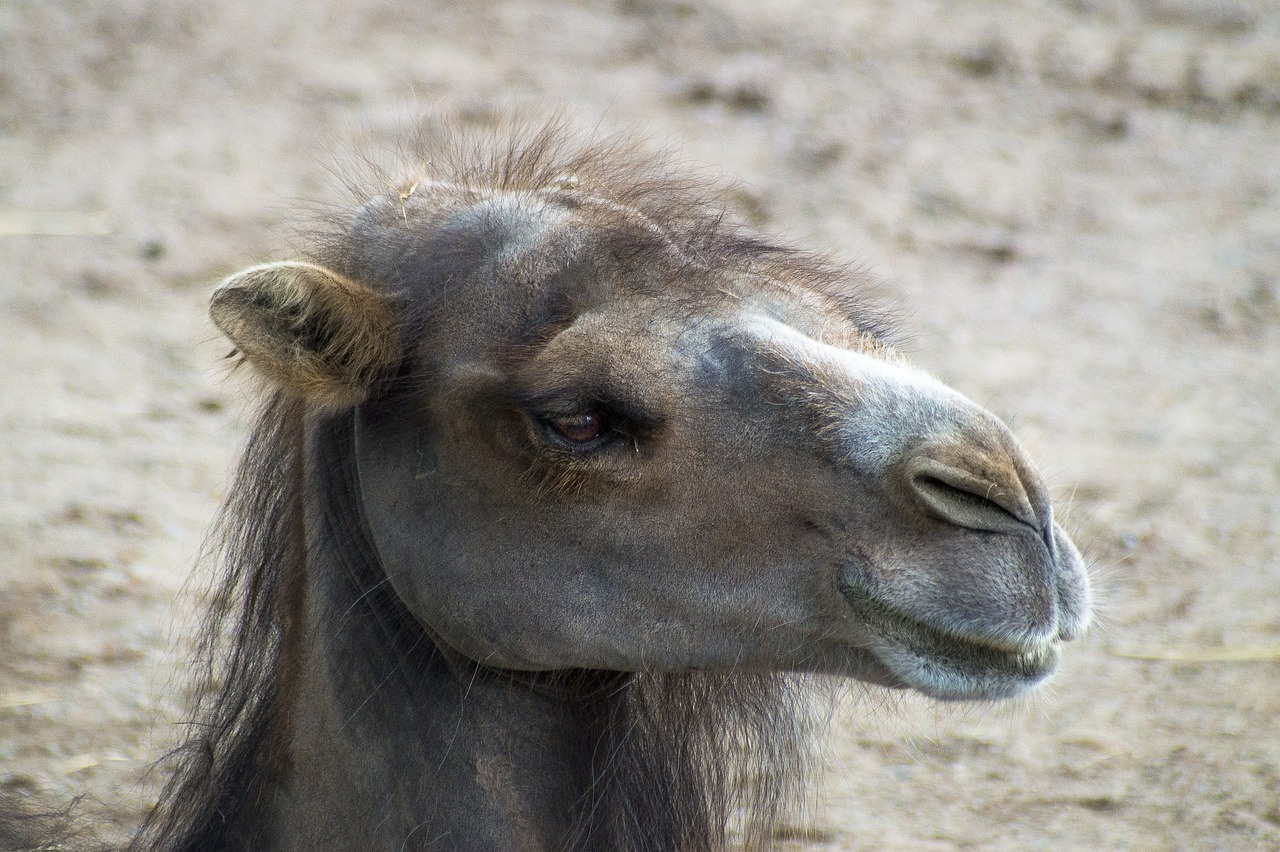 camel desert desert climate free photo