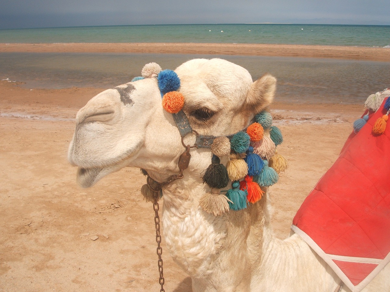 camel red sea beach free photo