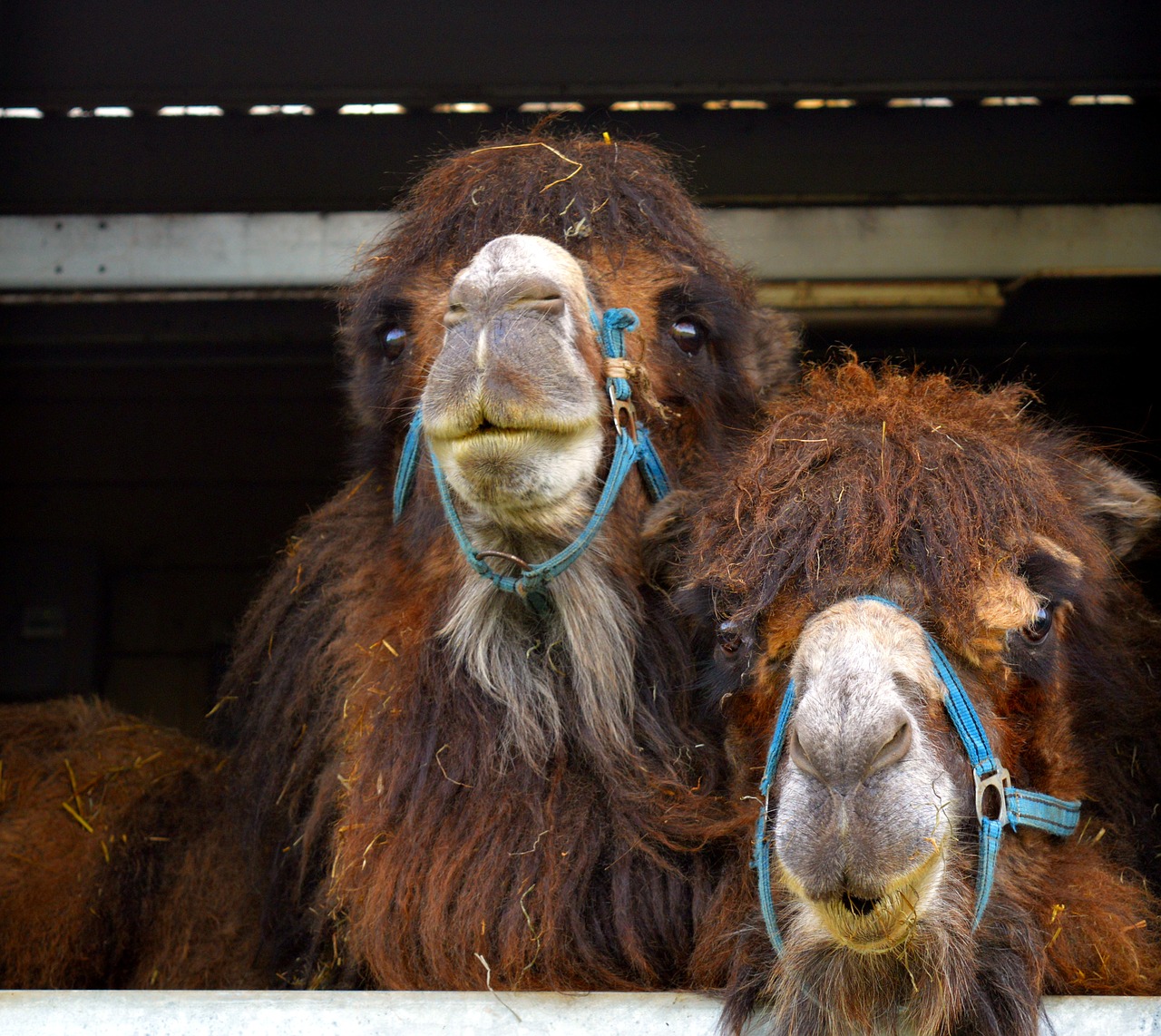 camel desert ship animal free photo