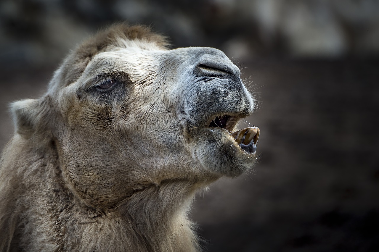 camel animal tooth free photo