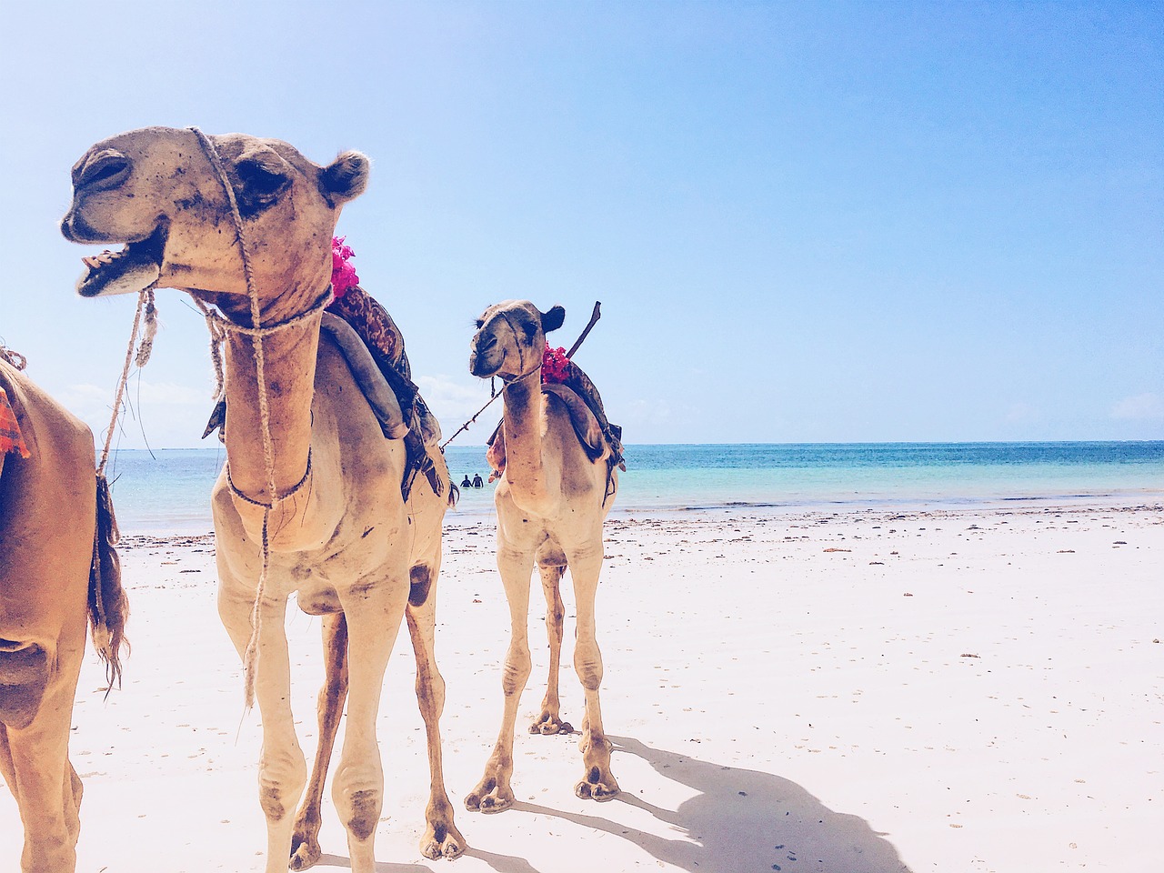 camel ocean travel free photo