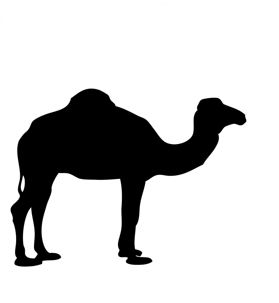 camel animal big free photo