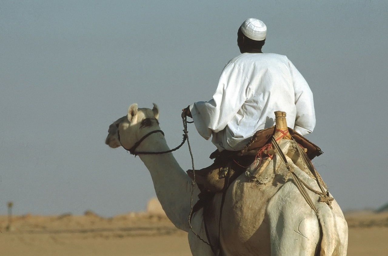 camel camel riders ride free photo