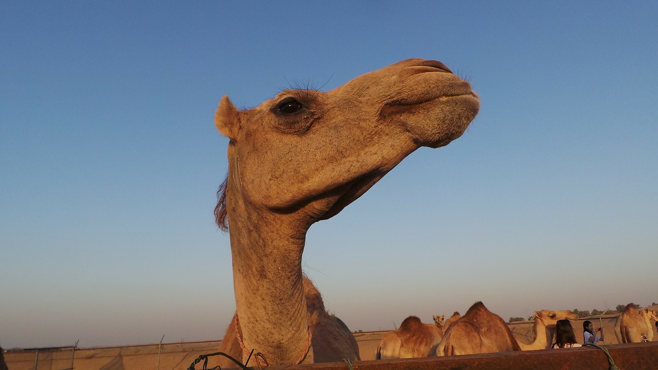 camel dromedary animal free photo