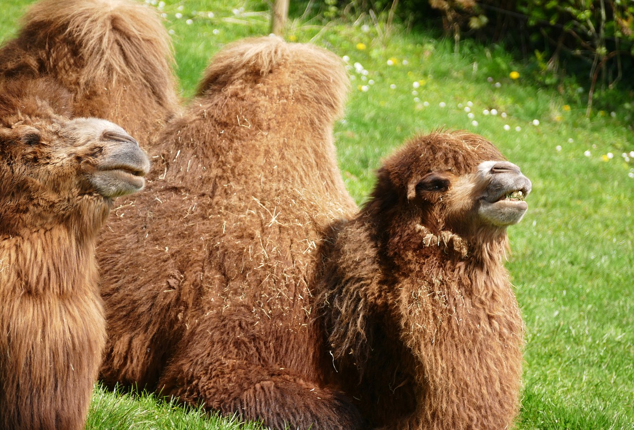 camel animals nature free photo