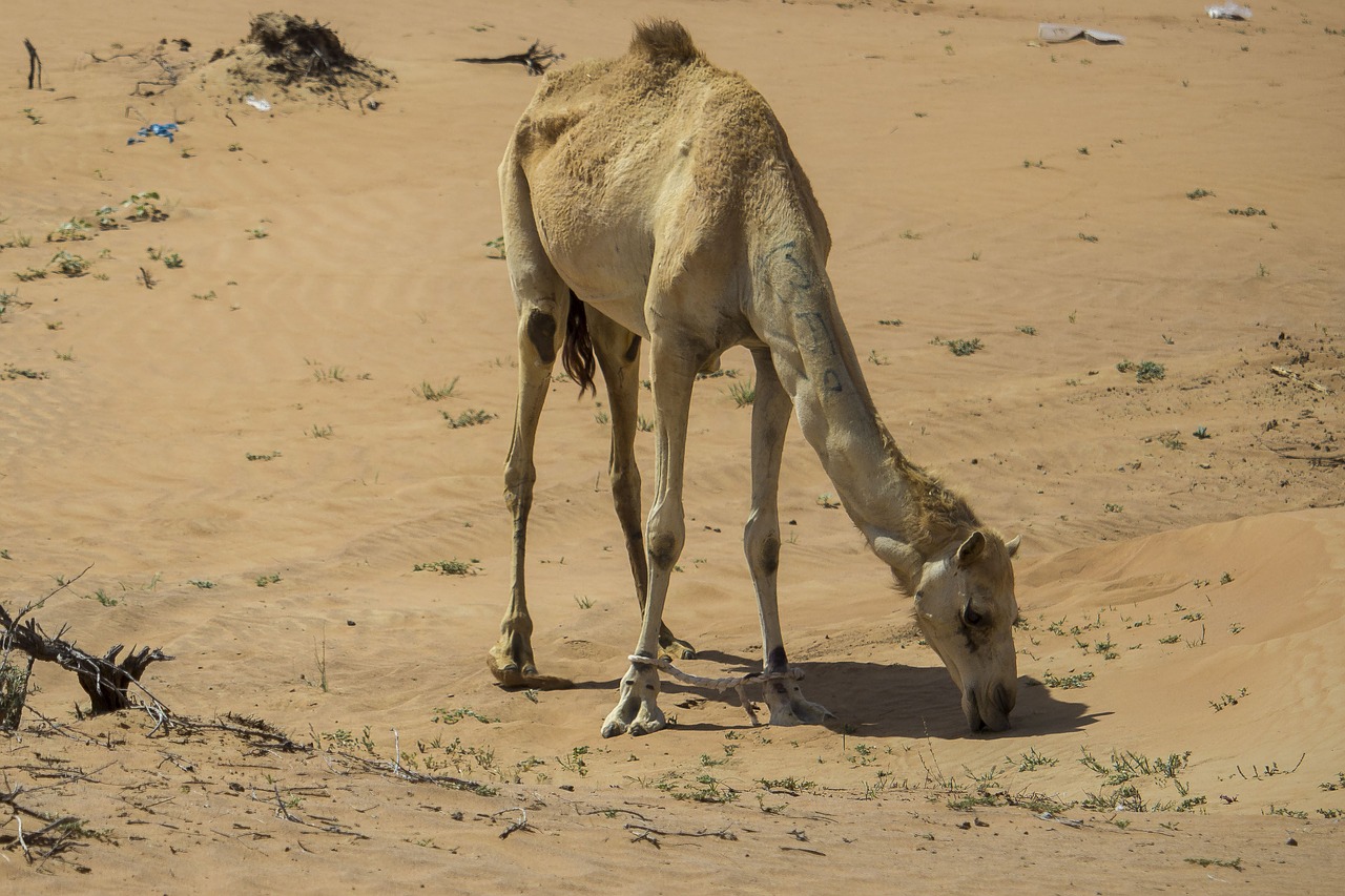 camel camels desert free photo