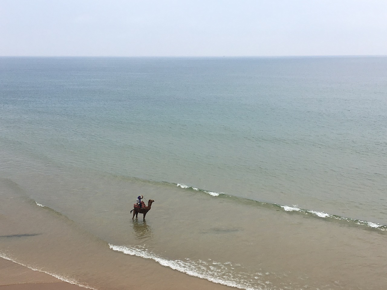 camel sea morocco free photo