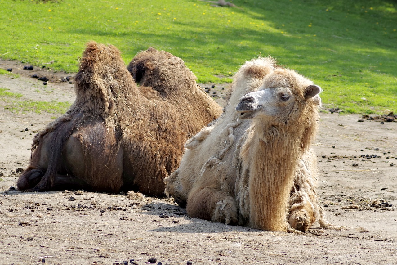 camel animal brown free photo