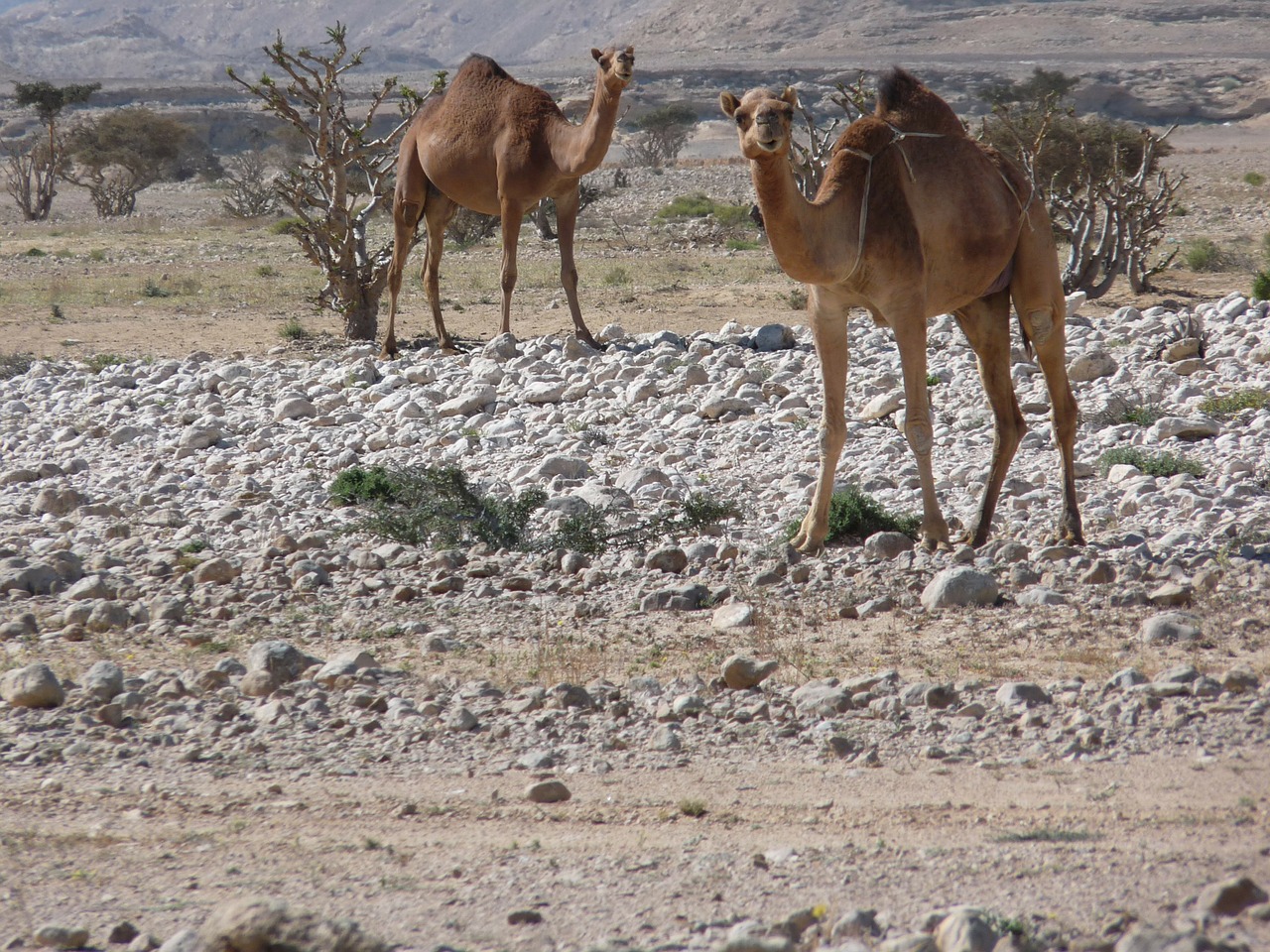 camel desert wadi free photo