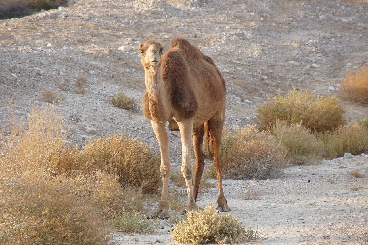 camel wild grazing free photo