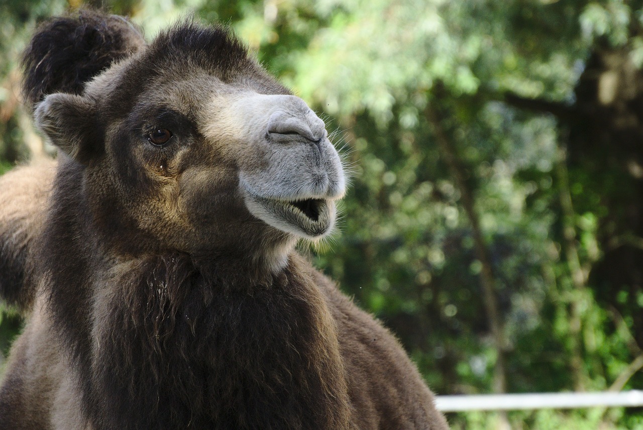 camel zoo dromedary free photo