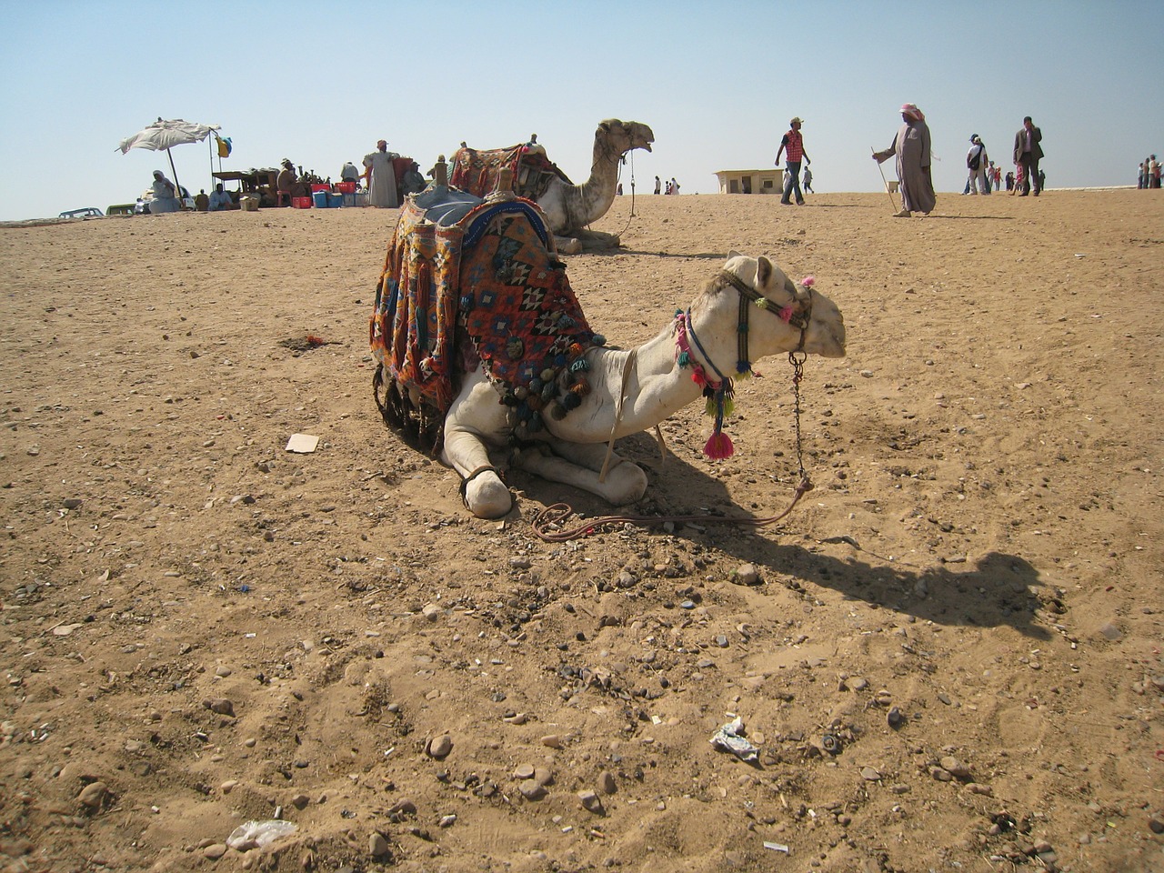 camel egypt cairo free photo