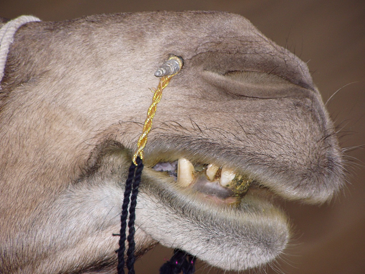 camel foot india free photo