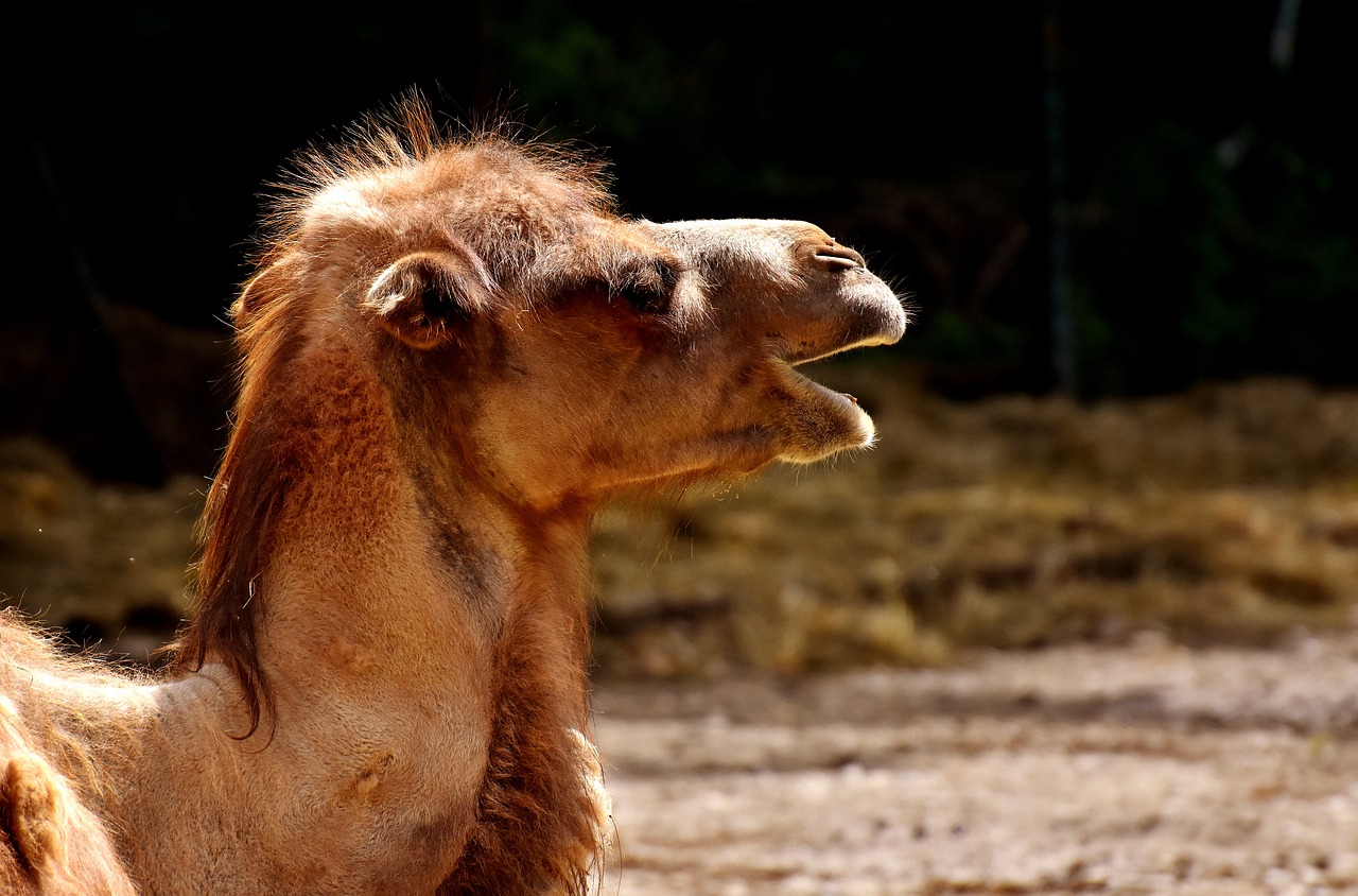 camel zoo face free photo