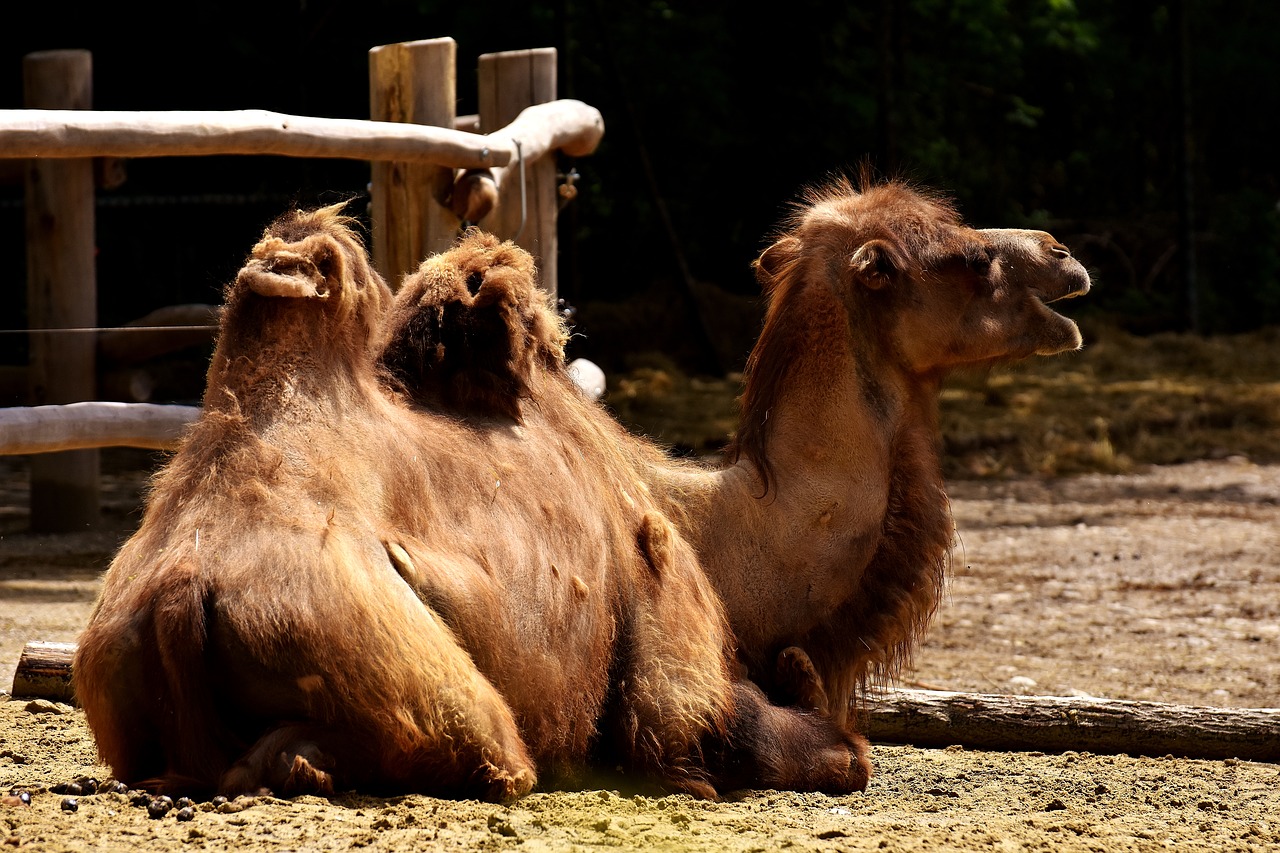 camel zoo animal free photo