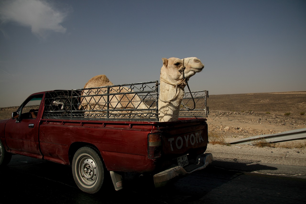 camel truck jordan free photo