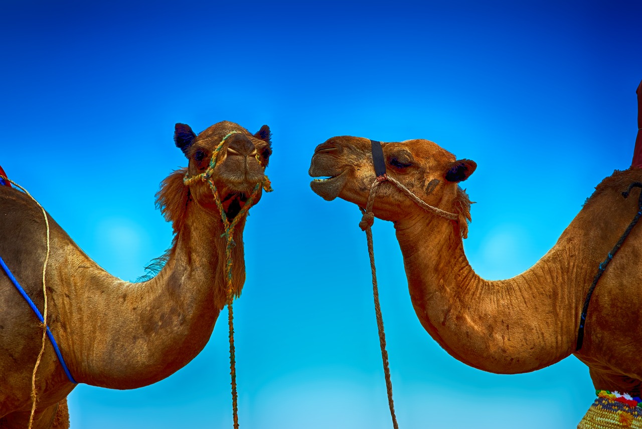 camel animal wildlife free photo