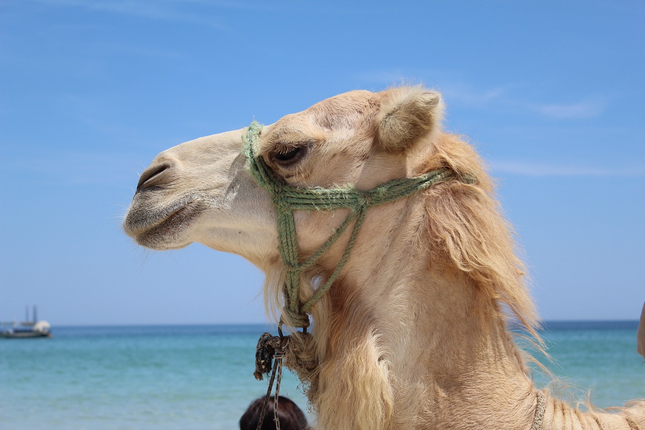 camel sea animal free photo