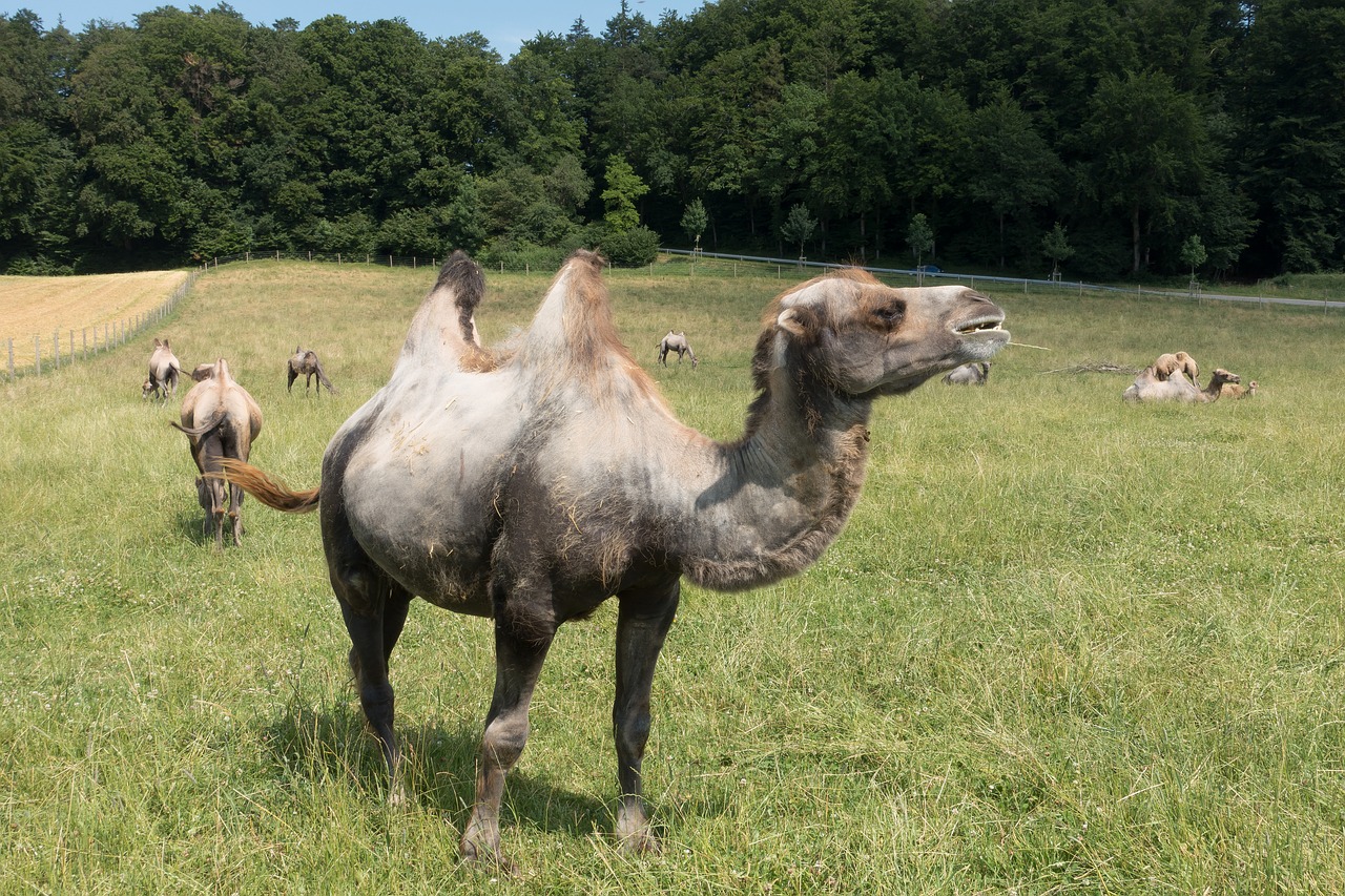 camel camelus bactrianus paarhufer free photo