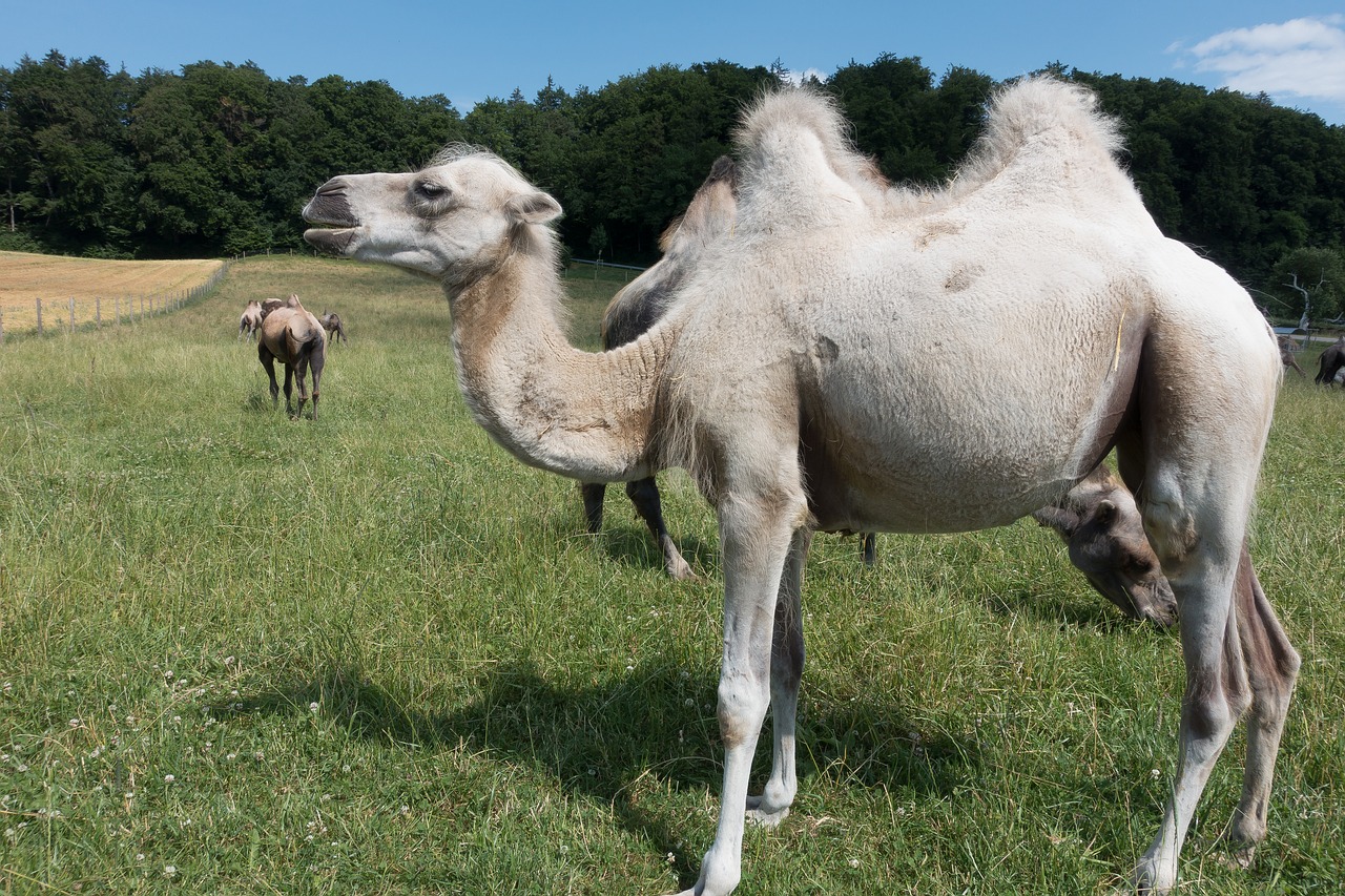 camel camelus bactrianus paarhufer free photo
