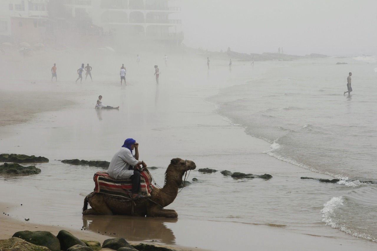 camel beach fog free photo
