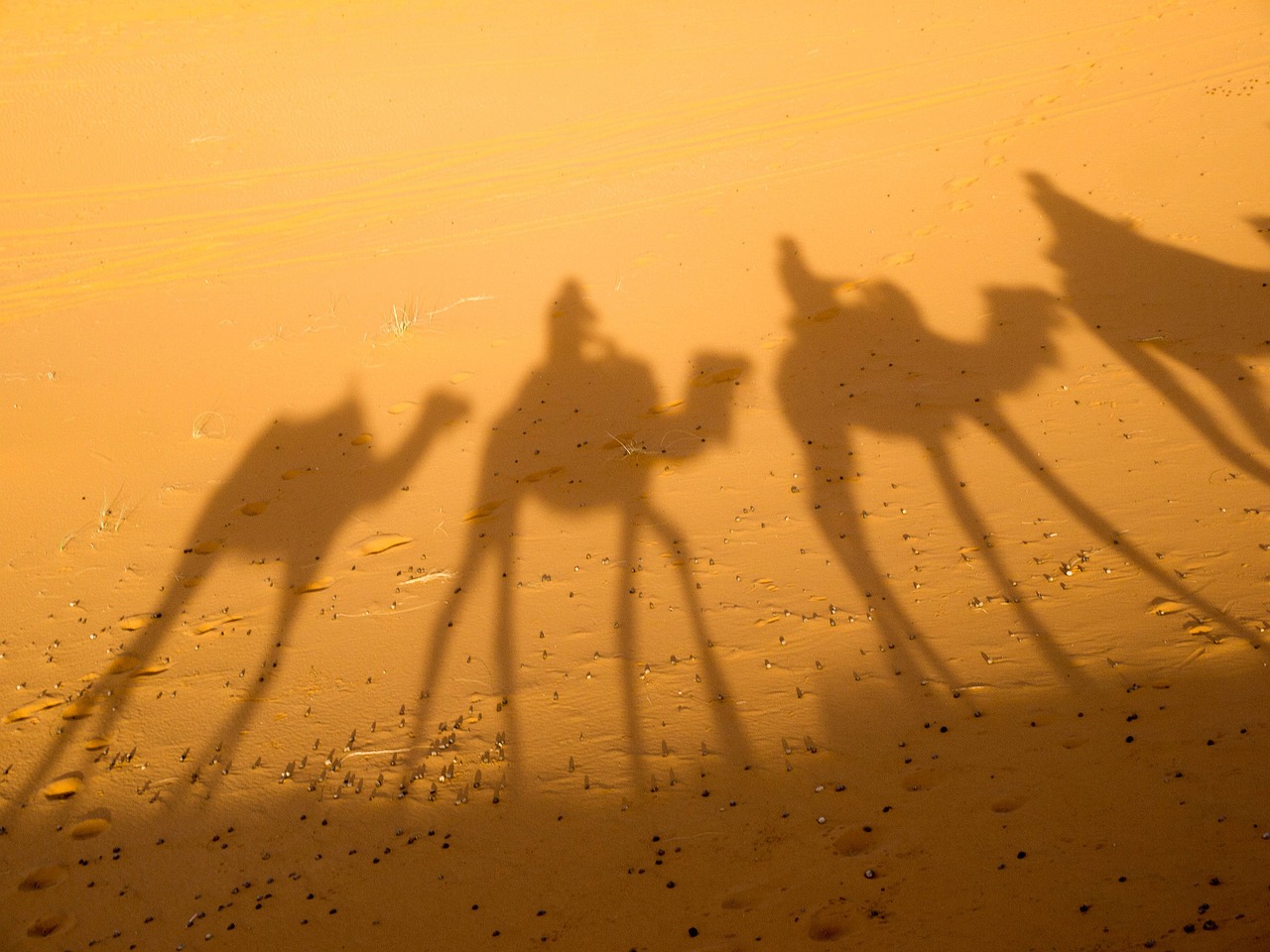 camel shadow desert free photo
