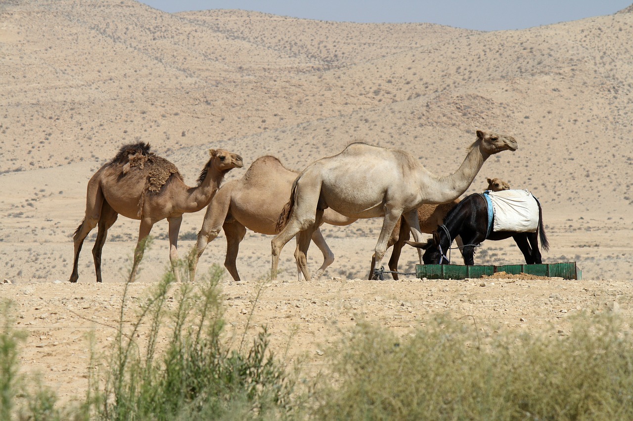 camel desert humps free photo