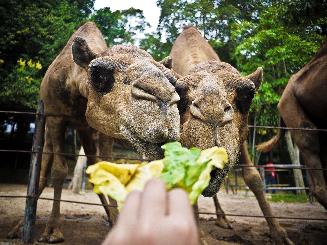 camel animal feed free photo