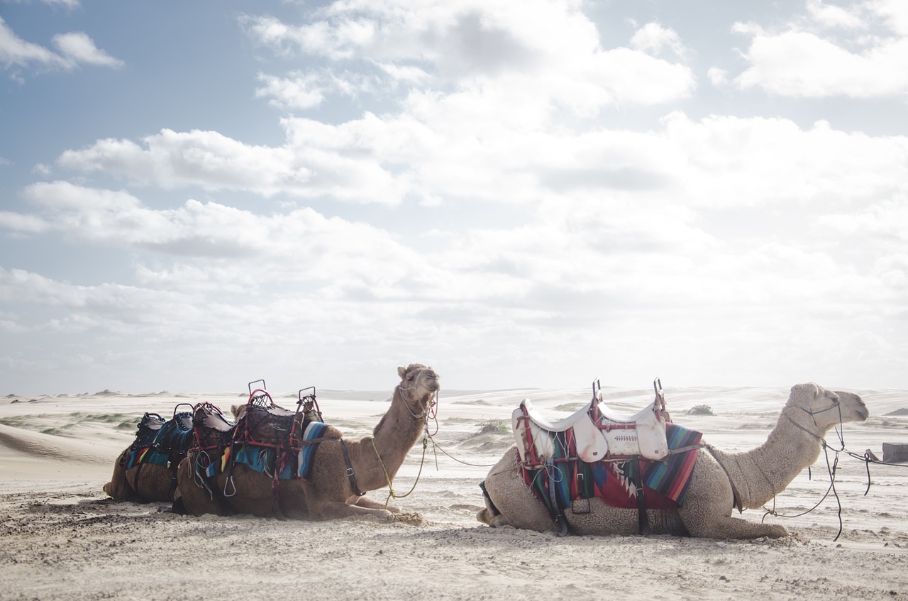 camel animal desert free photo